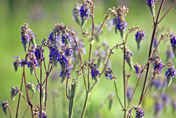 Salvia nutans, nodding sage. Steppe