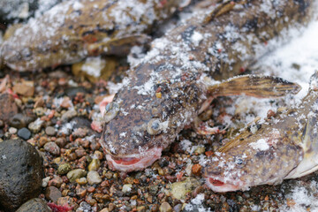 Burbot lie in a row on the lake in winter. Close-up.