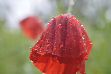 Papavero con gocce d'acqua chiuso con papavero rosso di sfondo sfocato