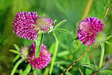 blooming red clover