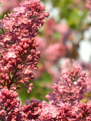 pink blossom