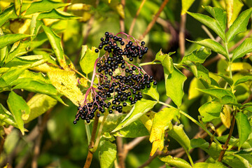 Fototapeta premium Bunches of black berries on black elderberry branches.