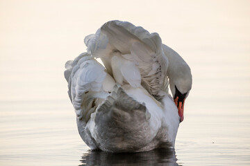 swan on the water © Johan