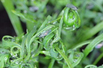 Collony of Willow carrot aphid (Cavariella aegopodii ) on young dill plants.