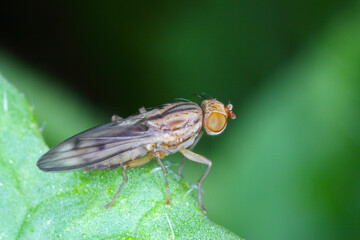 The genus Geomyza of the family Opomyzidae. Are phytophagous insects. In the photo, flies on cereals.