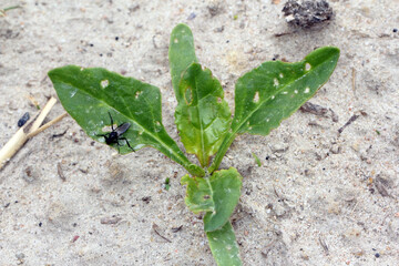 young beet plants with leaves damaged by flea beetles (oval bites). There is also a March flie on the leaf.