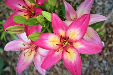 Fototapeta premium Pink day lily in garden