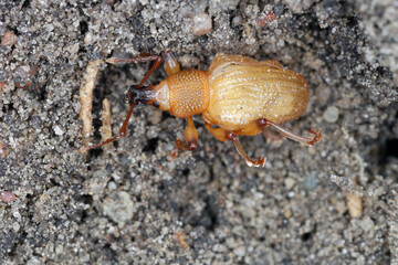 young beetle of Otiorhynchus (sometimes Otiorrhynchus) in soil. Many of them e.i. black vine weevil (O. sulcatus) or strawberry root weevil (O. ovatus) are important pests.