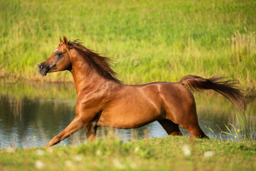 Chesnut Arabian stallion galloping by the pond