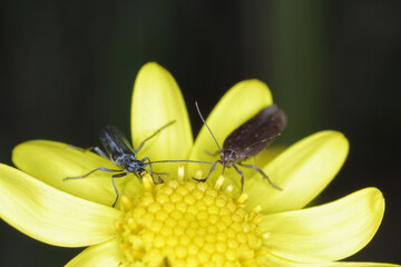 a tiny moth feeding on the yellow flower