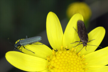 a tiny moth feeding on the yellow flower