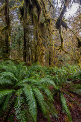 Hoh Rainforest, Olympic National Park, WA