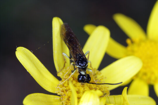 Stem Borer Sawfly Cephus pygmaeus (Cephidae) feeding on the yellow flower