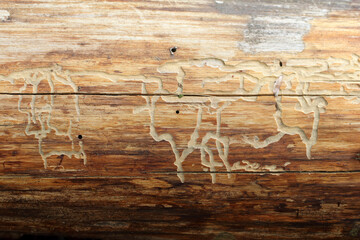 Trace after beetles in pine wood. Tunnels on the wood surface of the longhorn beetle under the bark...