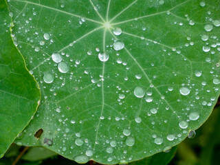 HOJAS VERDES DE PLANTA CON GOTAS DE AGUA DEL ROCIO