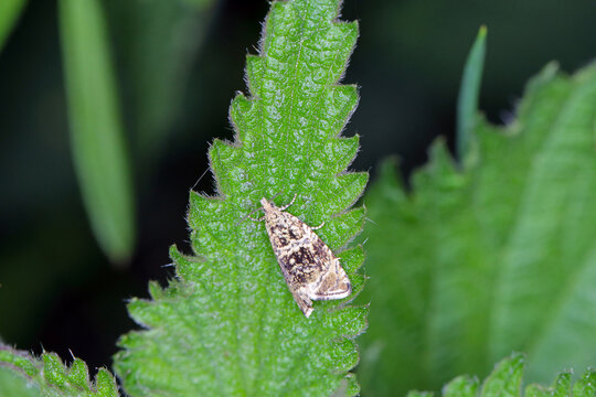 A Leafroller Moth (Tortricidae) is resting on a green leaf.
