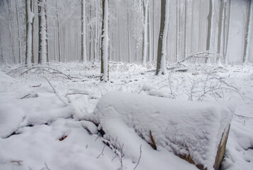 Schnee im Wald