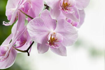 Naklejka na ściany i meble Beautiful and large light pink flowers of moth orchid, Phalaenopsis on white background