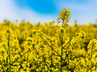 Obraz premium A view focussing on a rapeseed bloom with a defocussed background of a field of the flowers in Fleckney, Leicestershire, UK in springtime