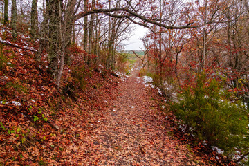 Autumn landscape with snow, path of fallen leaves from trees and snowy mountains.

