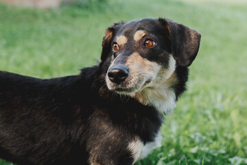 close-up portrait of black mongrel dog on green lawn