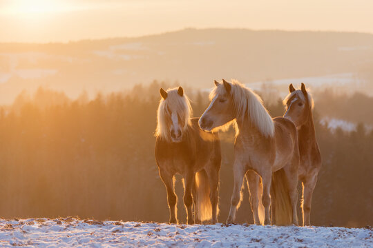 Herd of Haflinger horses at sunset in winter in the mountains