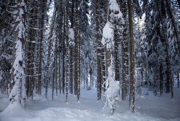 Schneebedeckte Bäume