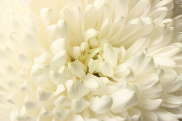 White chrysanthemum petals
