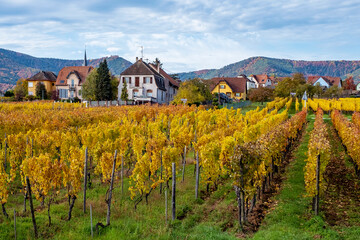Fototapeta na wymiar Golden vineyards of Alsace in late fall, France