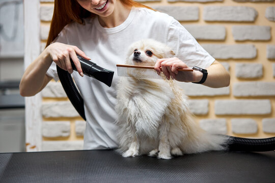 Spitz Dog On The Table For Grooming In The Beauty Salon For Dogs. The Concept Of Popularizing Haircuts And Caring For Dogs, Groomer Drying Of Wool With A Special Hair Dryer