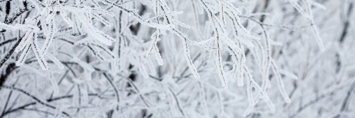 Snow and rime ice on the branches of bushes. Beautiful winter background with trees covered with hoarfrost. Plants in the park are covered with hoar frost. Cold snowy weather. Cool frosting texture.