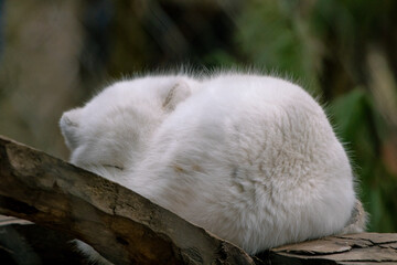 Arctic fox sleeping