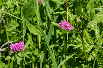 Clover field plant with pink flowers