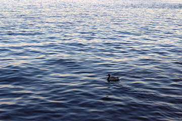 A lonely duck swims along the river. Duck in the water in the center of the frame.