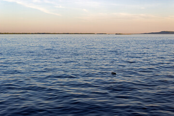 A lonely duck swims along the river.