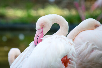 Fototapeta premium Detail of a flamingo's head just putting its beak into its feathers
