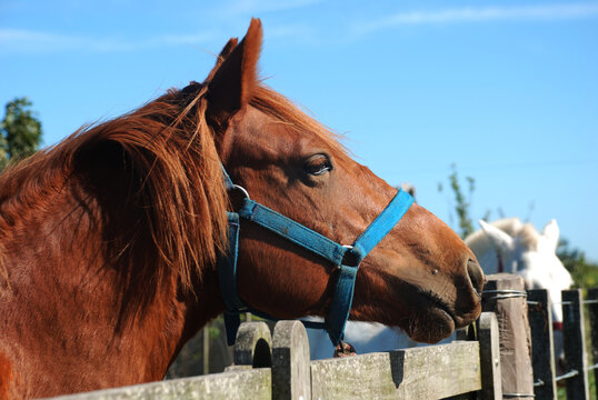 El caballo terciopelo