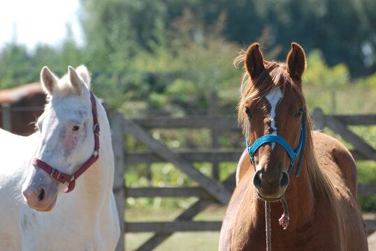 Pareja de caballos