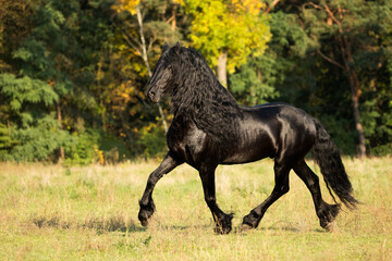 Fototapeta na wymiar Friesian stallion trotting in autumn