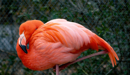 Chilean flamingo sleeping