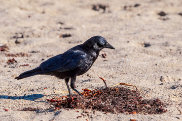 American Crow (Corvus brachyrhynchus) in Malibu Lagoon, California, USA