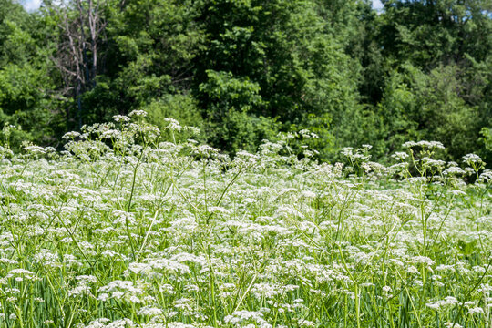 Achillea field plant with white flowers