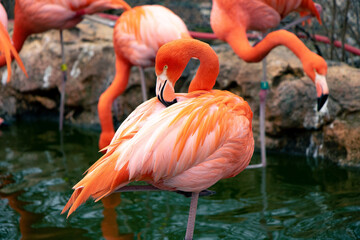 Gathering of Chilean flamingos