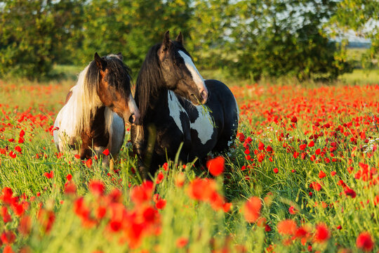 Gypsy Cob stallions among poppies at surise