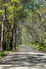 A long dirt road in a forest in Kanangra-Boyd National Park in regional Australia
