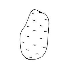 Doodle potato. hand drawn of a potato isolated on a white background. Vector illustration sticker, icon, design element