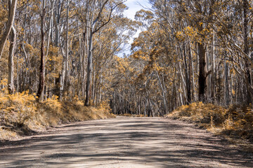 Naklejka na ściany i meble A long dirt road in a forest in Kanangra-Boyd National Park in regional Australia