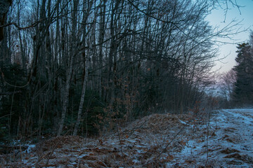 Mysterious winter forest. Winter landscape. Rest in the forest.