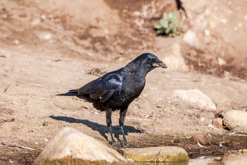 American Crow (Corvus brachyrhynchus) in Malibu Lagoon, California, USA