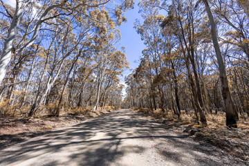 A long dirt road in a forest in Kanangra-Boyd National Park in regional Australia